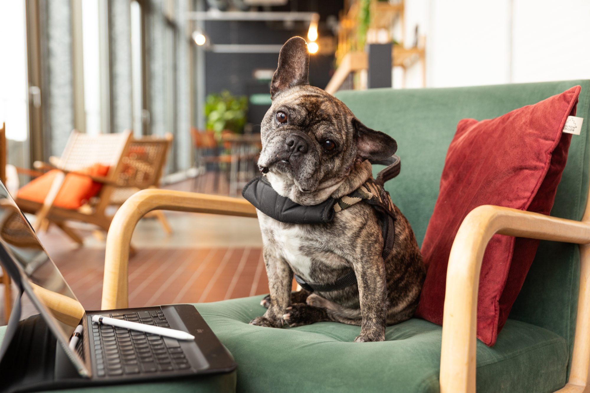 Toffler | Studio Piranha